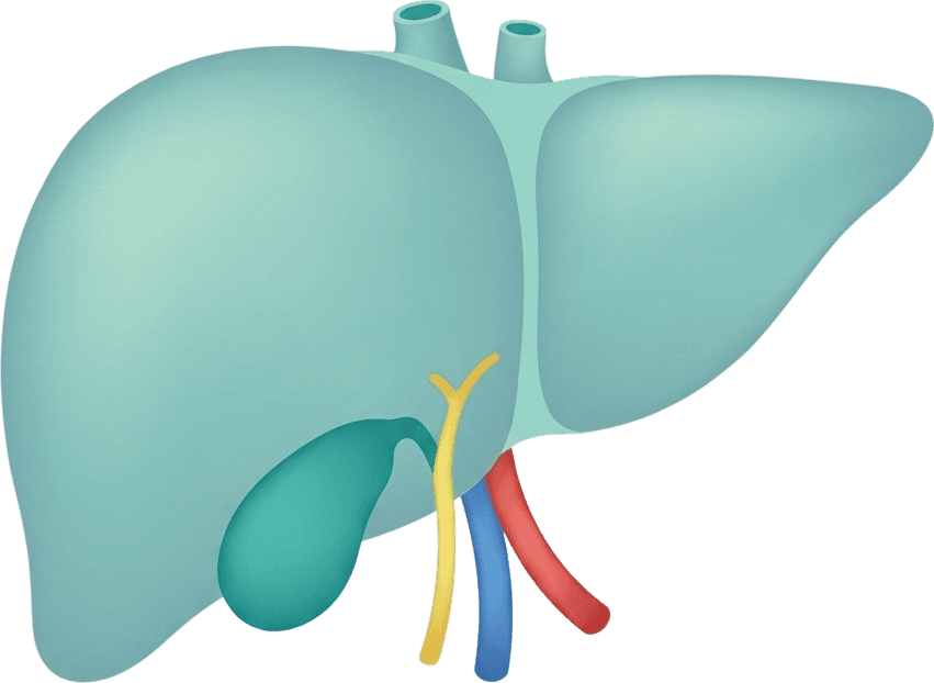Illustration of the liver processing and clearing unwanted substances